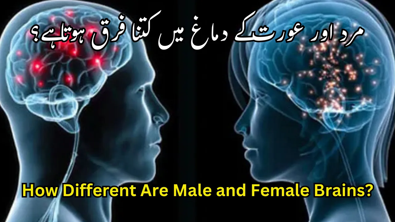 How Different Are Male and Female Brains