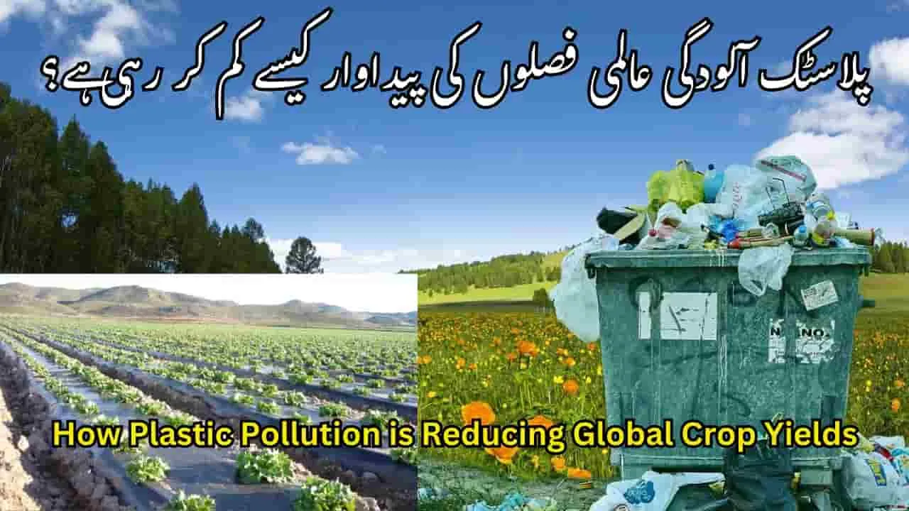 How Plastic Pollution is Reducing Global Crop Yields